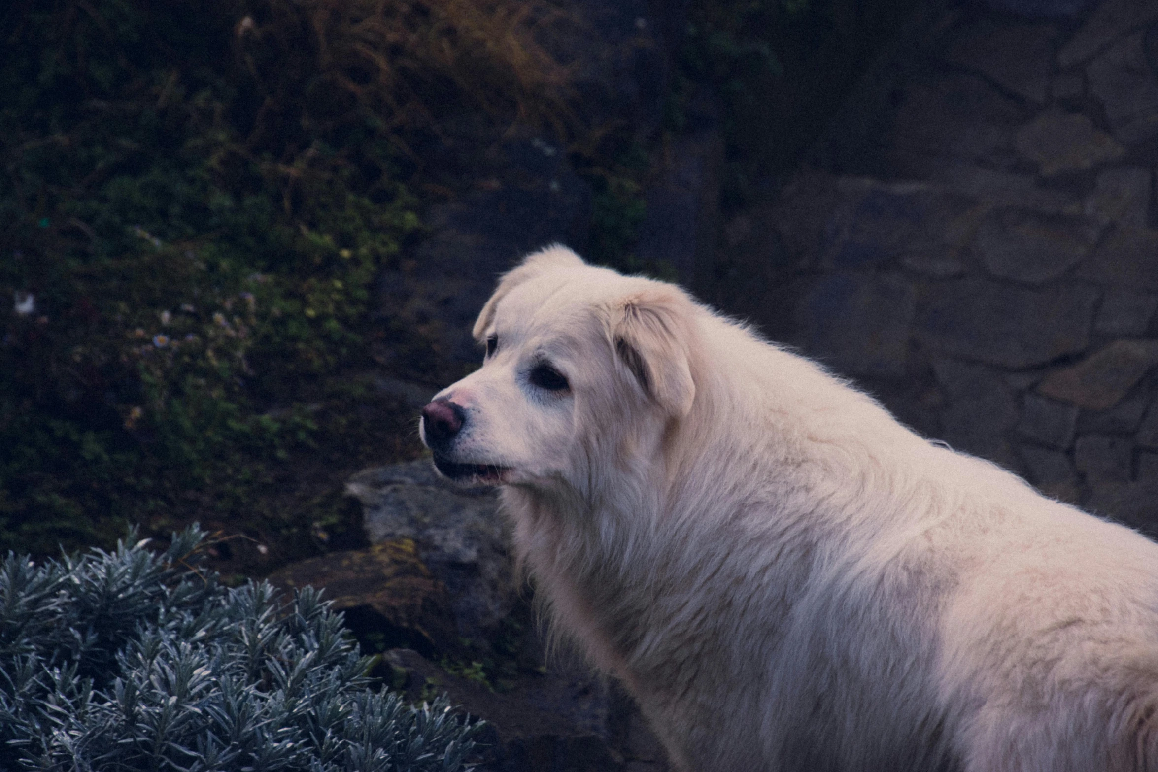 a white polar bear is standing on some rocks