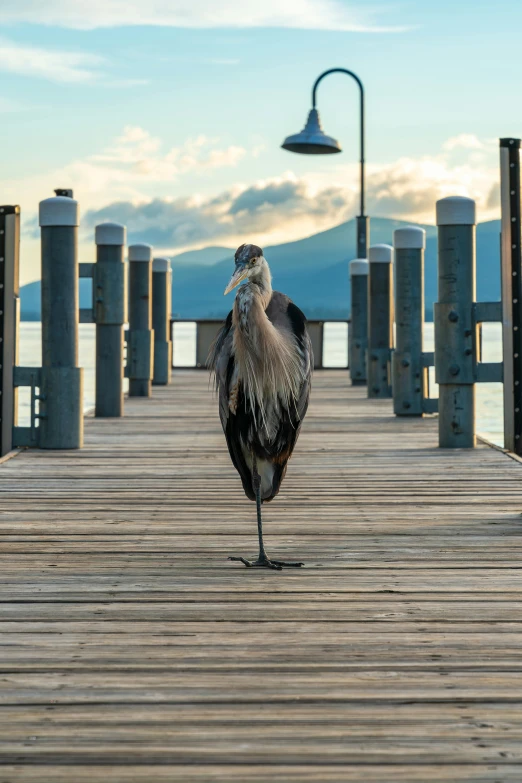 a bird on a wooden pier near a light