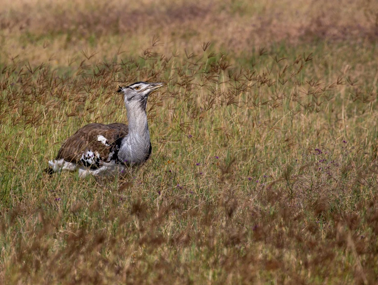 an ostrich is sitting in some grass