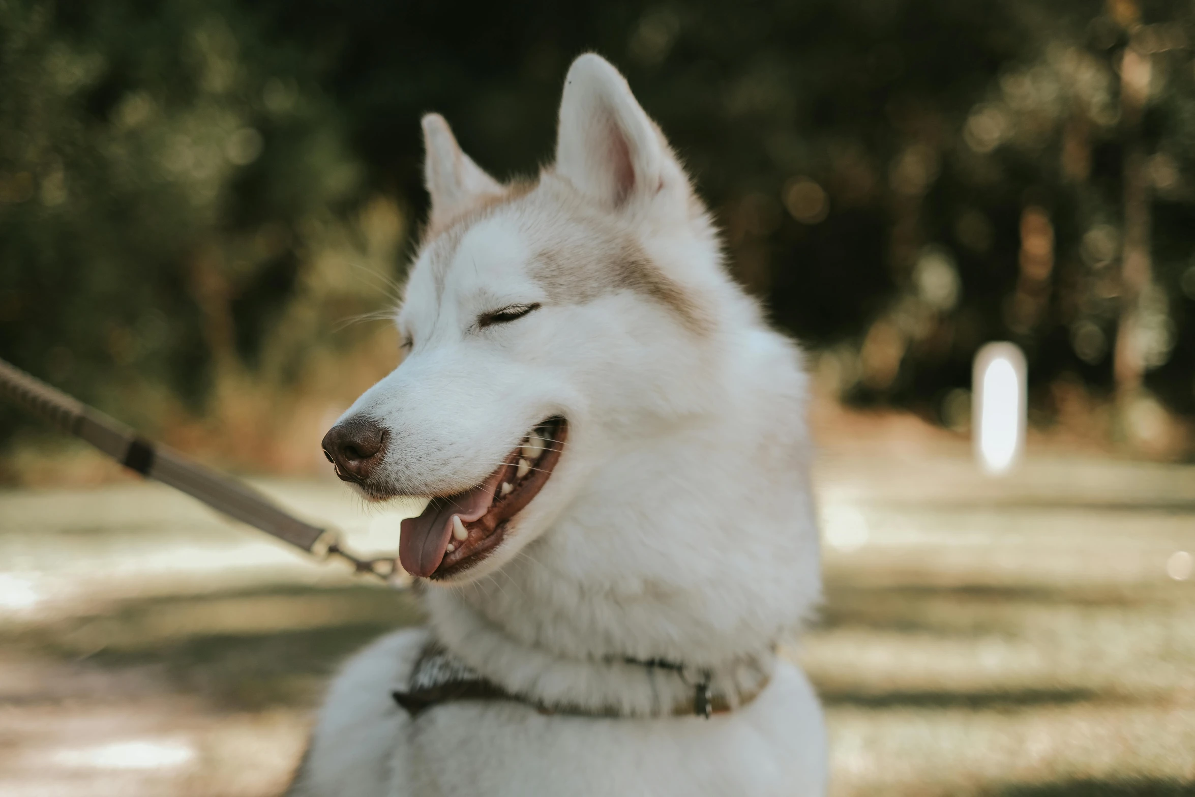 a dog sitting on grass looking at the ground