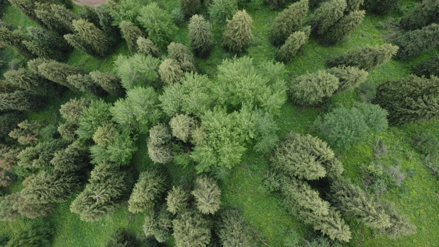 top view of trees in the woods
