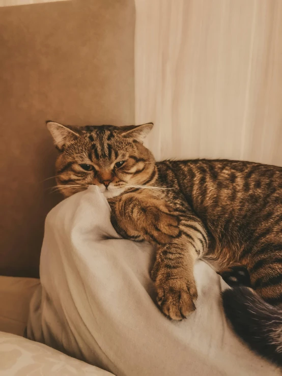 a tabby cat napping on top of a bed
