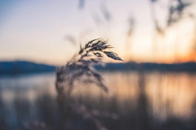 the sun is shining on the water as a plant grows in front of it