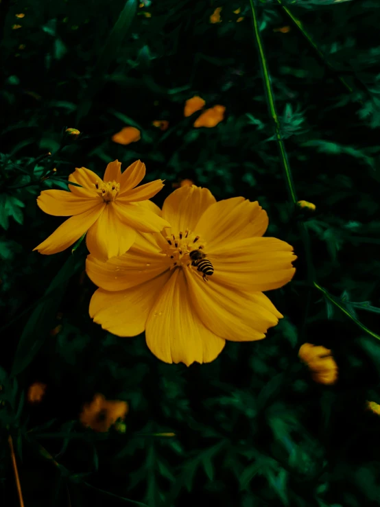two large yellow flowers sit in front of green leaves
