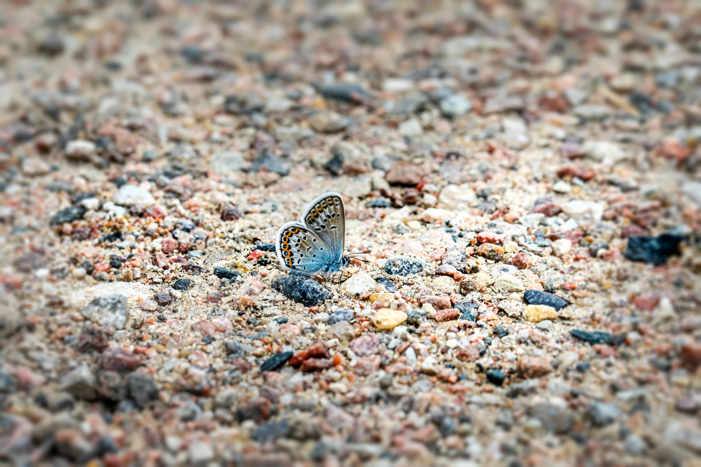 a erfly is standing alone on the ground