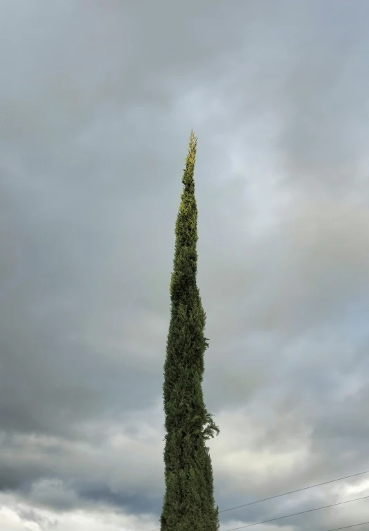 tall evergreen plant with very long leaves against cloudy sky