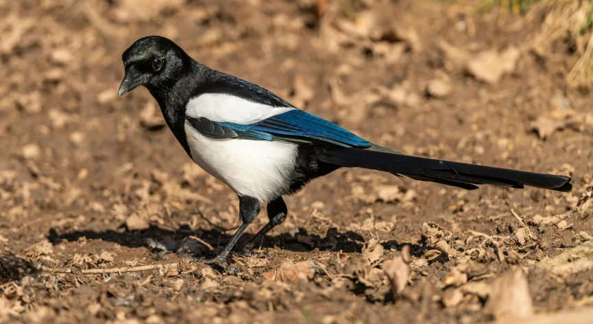 a black bird with white patches standing on dirt