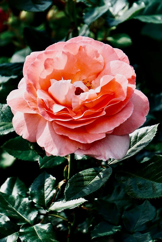 a large flower is growing in the middle of green leaves