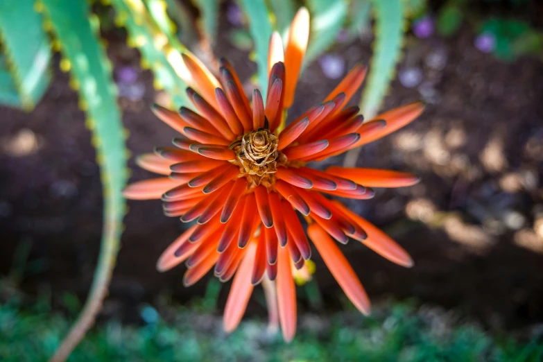 the red and green flower is blooming in the garden