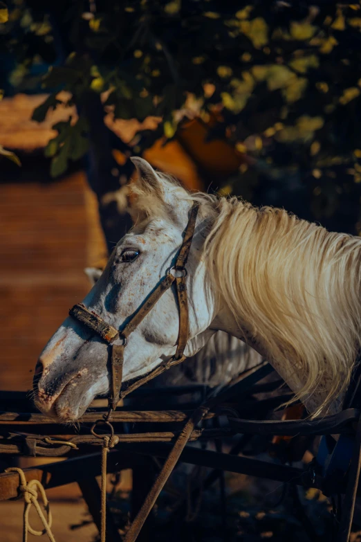 a horse with blond mane and bridle standing on a fence