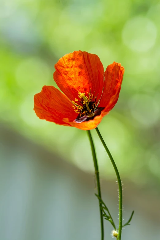 an orange flower with two long thin green stems