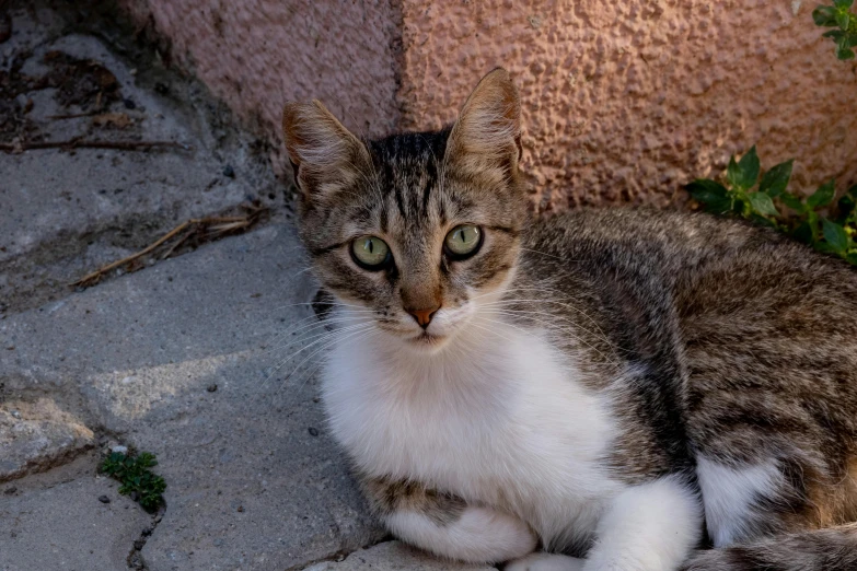 an image of a cat that is sitting down