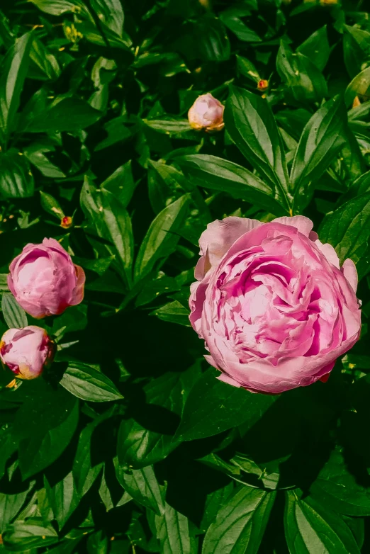 three pink peonies with green leaves are shown