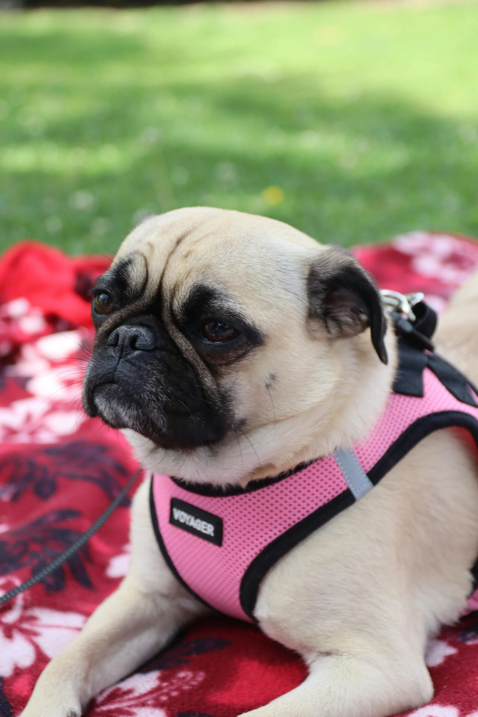 the small pug has a harness over it's collar