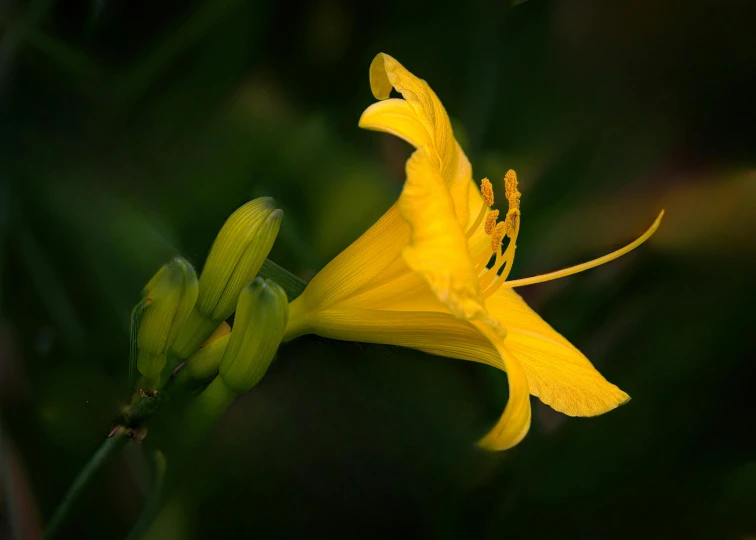 the back side of a yellow flower with a thin stalk