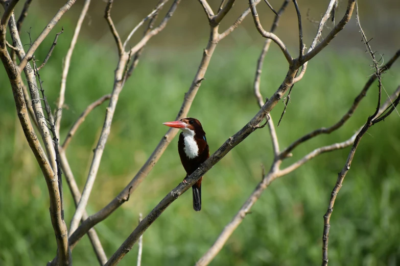 a small bird perched on top of a tree nch