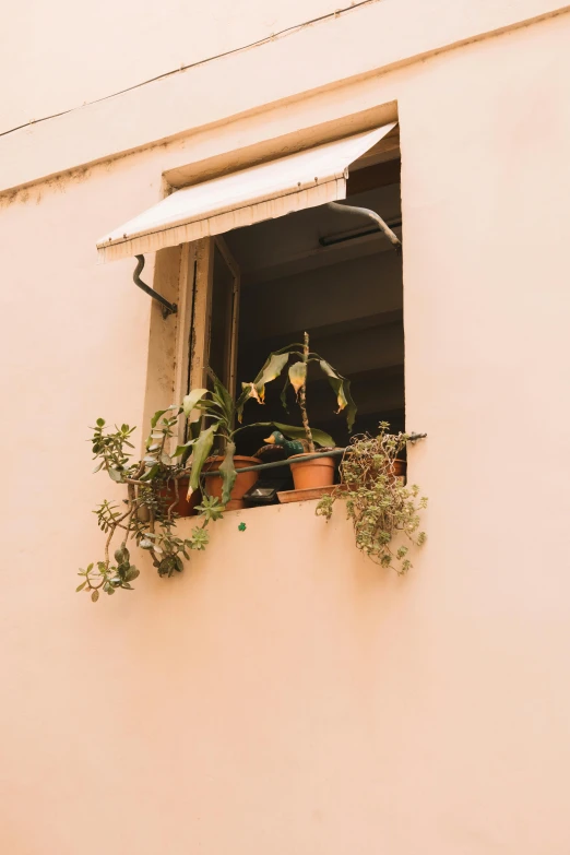the window with plants has a curtain open