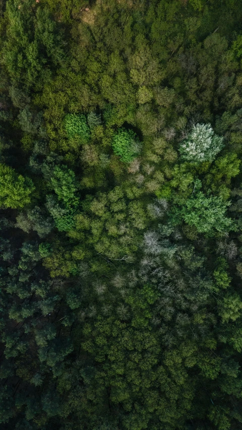 trees in the woods that are green and brown