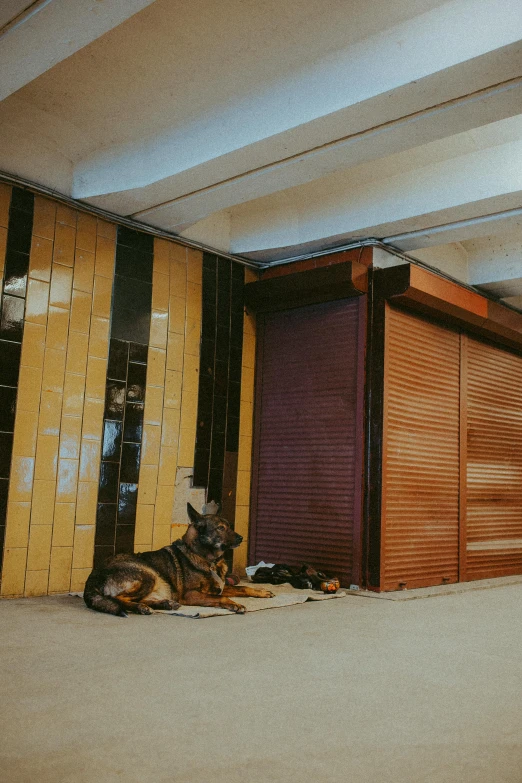 a dog is laying down inside of a room