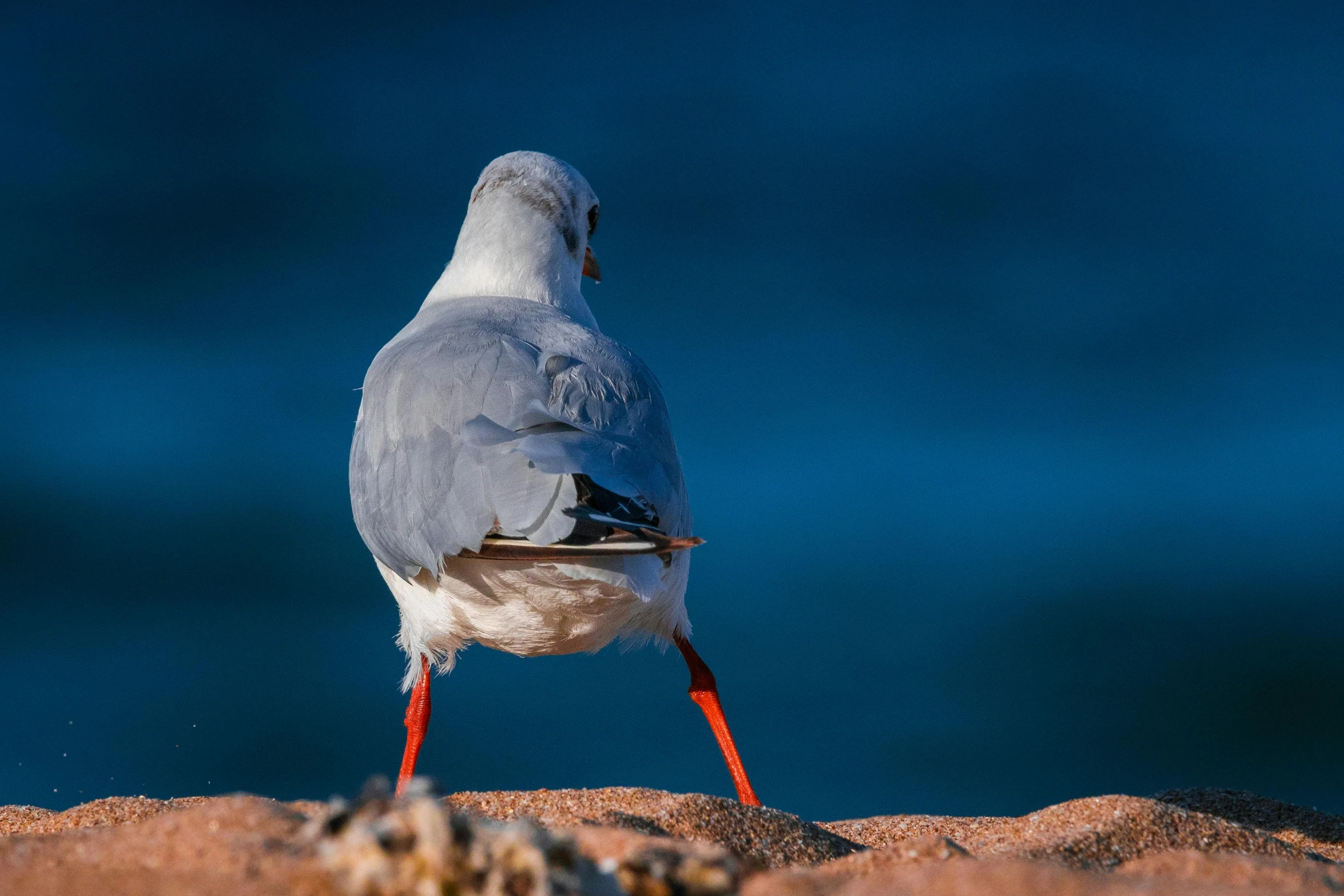 the bird is sitting on the sand alone