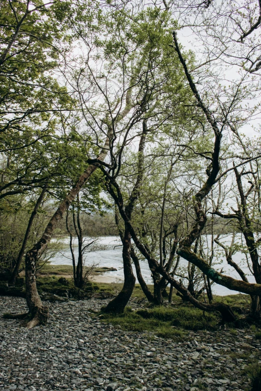 a large tree is next to a body of water