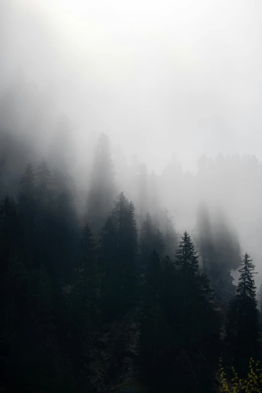 thick, foggy trees can be seen on this mountain