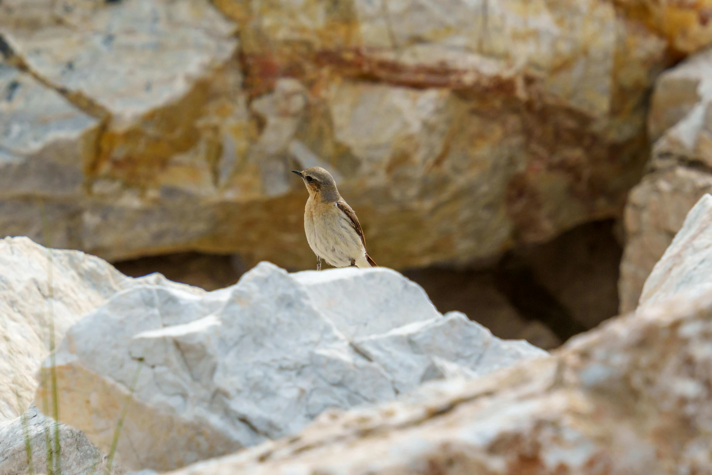 a small bird perched on a rocky hill