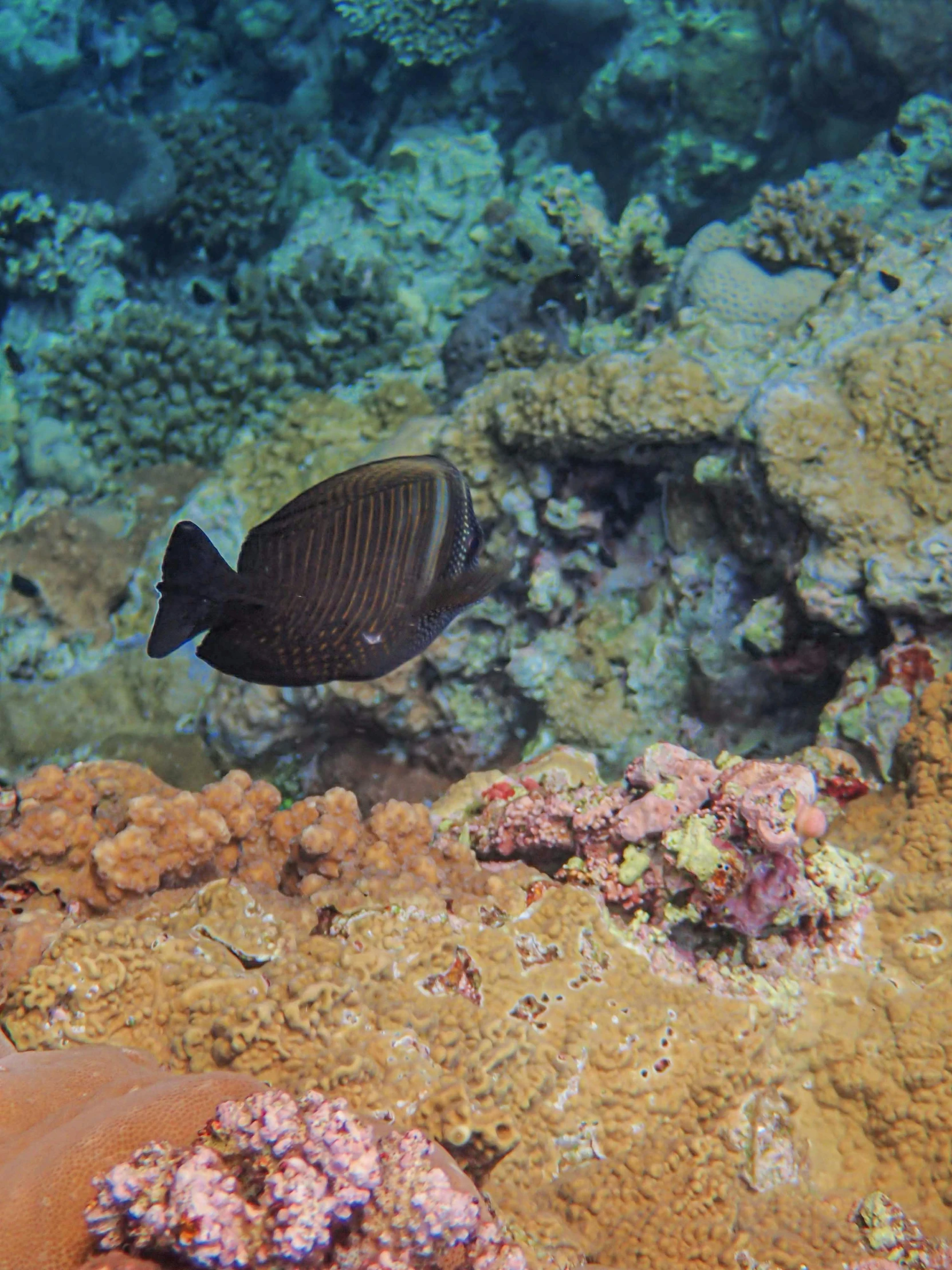 a black and white fish some corals and water