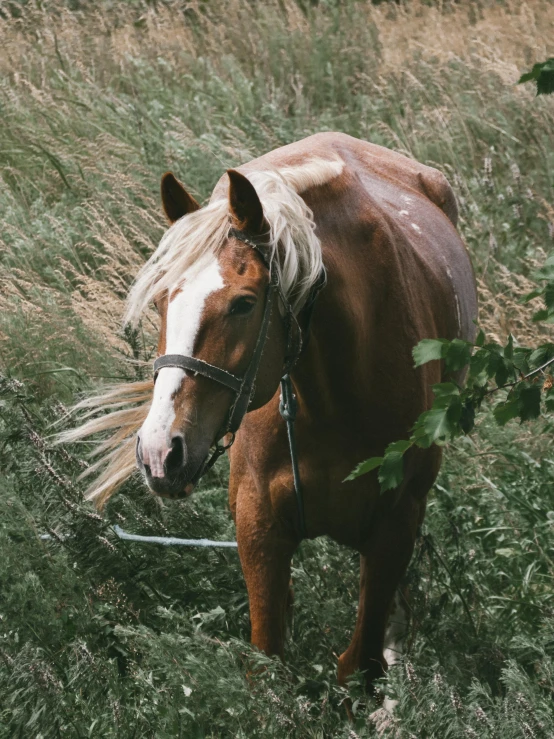 a horse is standing in tall grass with it's head over the reins