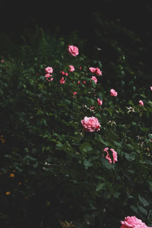 pink flowers are growing next to each other