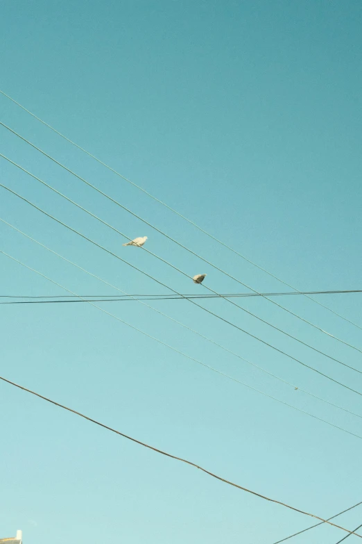 two birds are on a power line