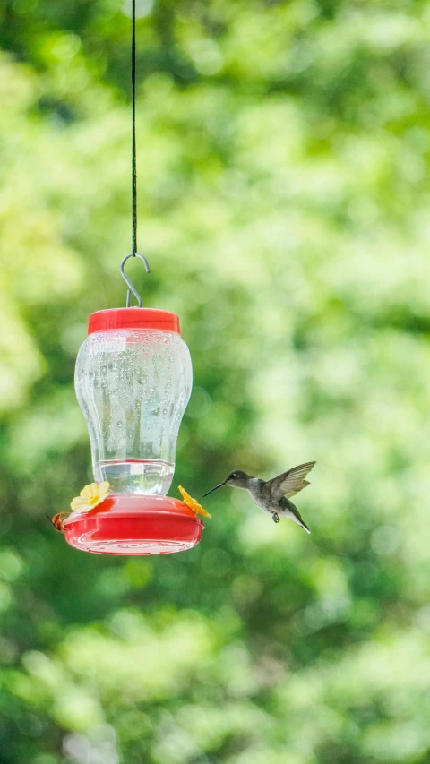 a hummingbird hovers next to a bird feeder