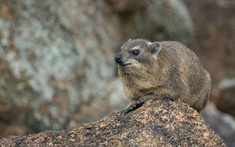 a small animal sits on top of a rock