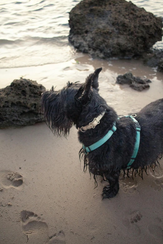 a dog that is on a leash on the beach