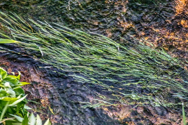 grass is growing on the rock wall in the daytime