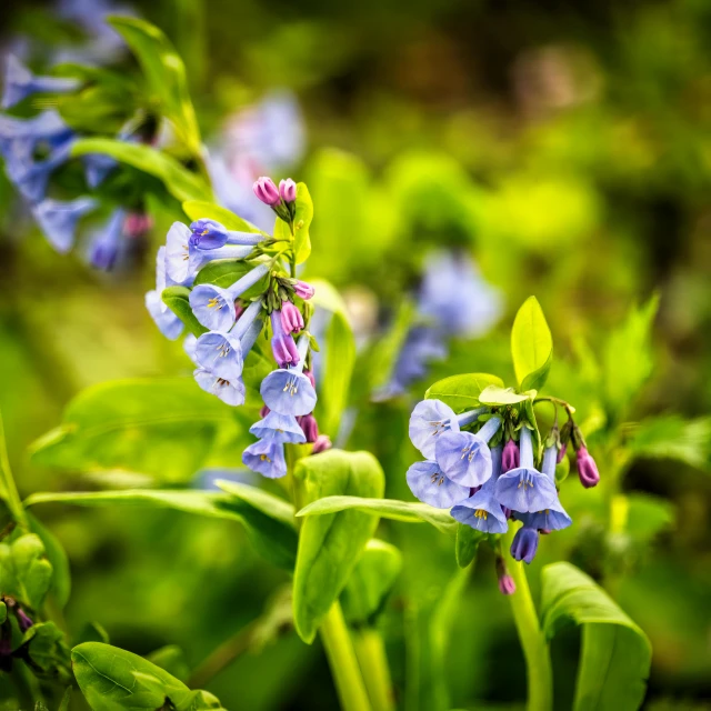 a purple flower is blooming near other flowers