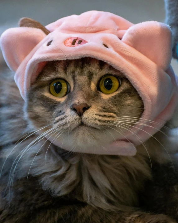 the gray cat is wearing a pink hat