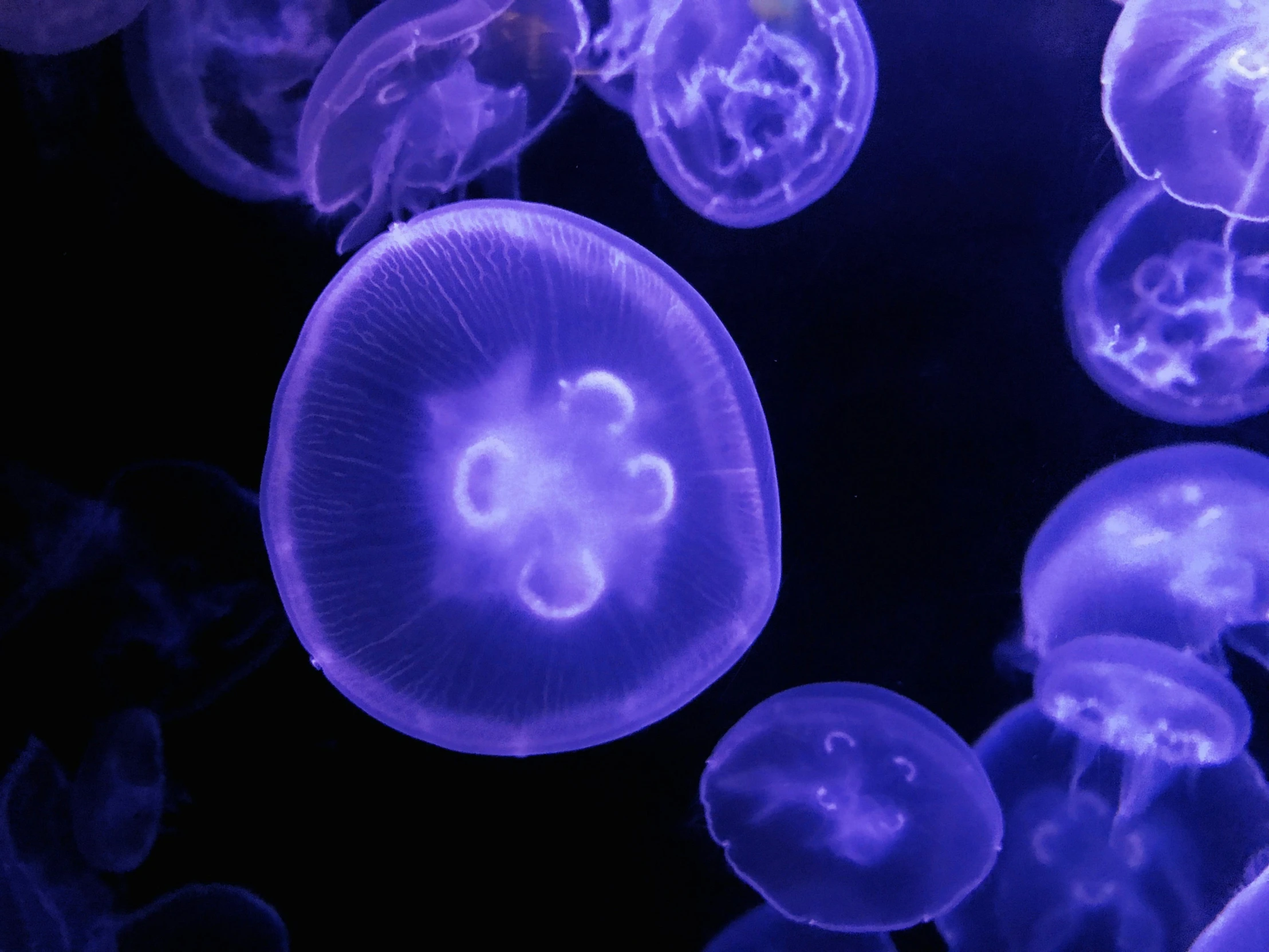 purple jellyfish swimming under a dark sky