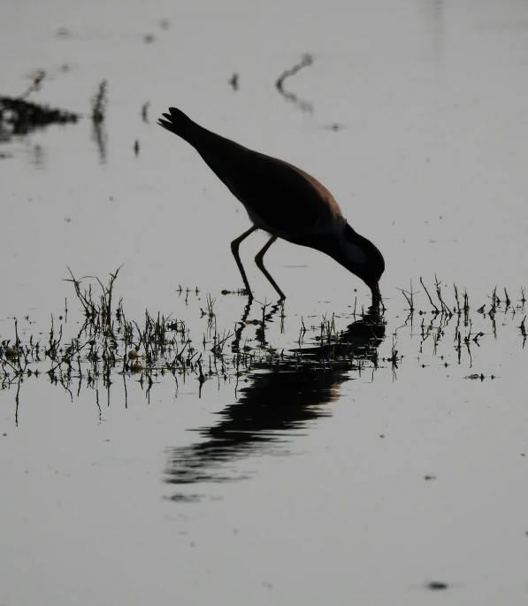 a large bird standing on top of a muddy dle