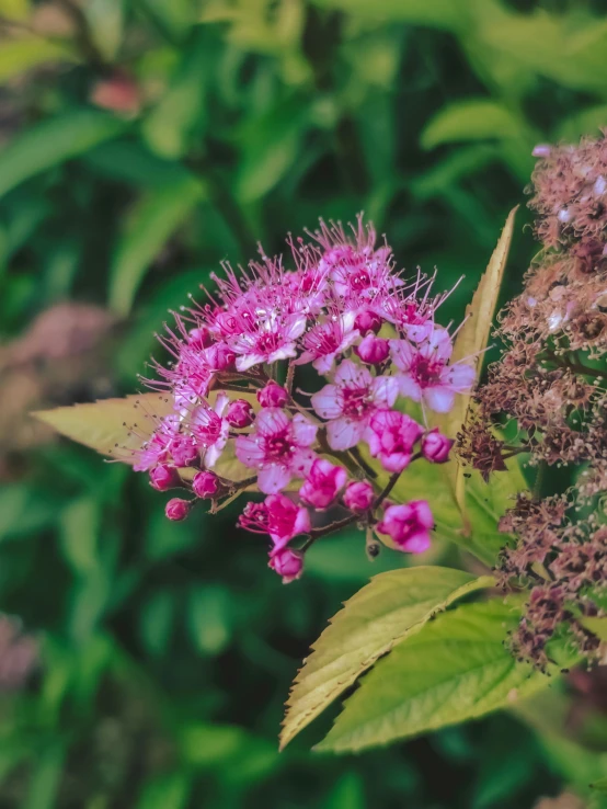 pink flowers and leaves in a garden