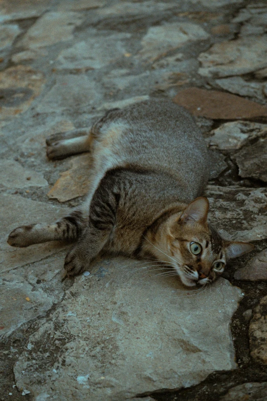 a brown and black cat laying on the ground