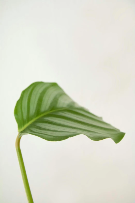 a plant with green leaves on a white background