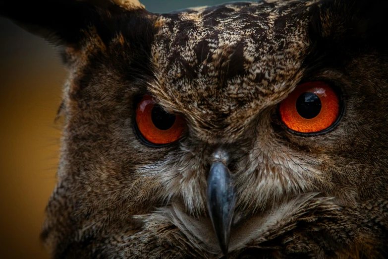an owl with a large orange eye is looking into the camera