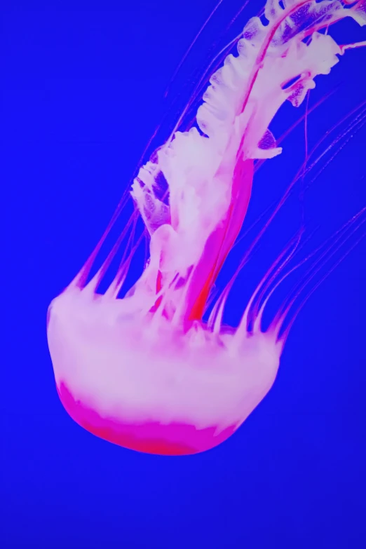 a jellyfish appears to be very thin, glowing against a black background