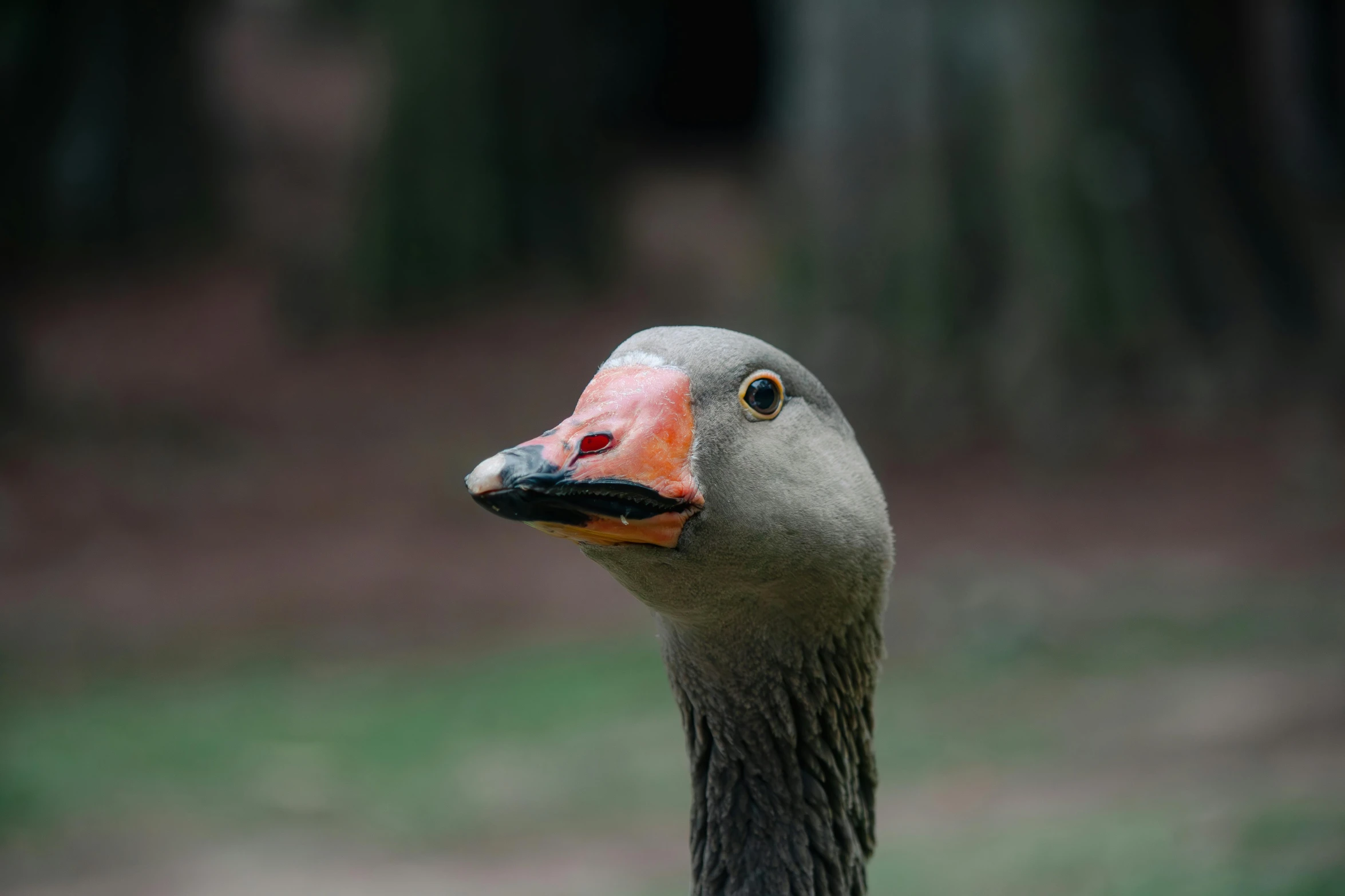 a close up of a bird with a red head