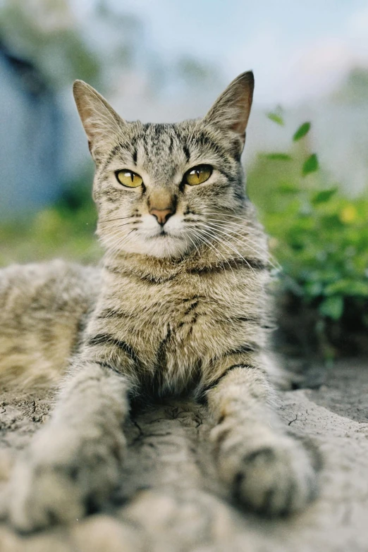 a gray tabby cat with yellow eyes laying down