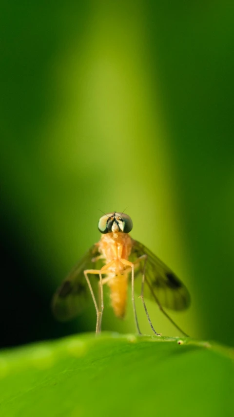 a bug sitting on top of a leaf on a green background