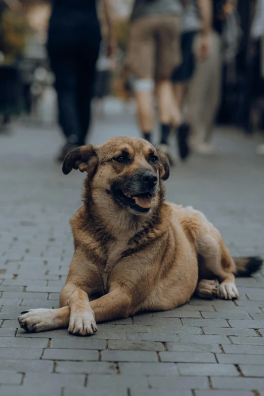 a dog laying down on the ground with people walking by