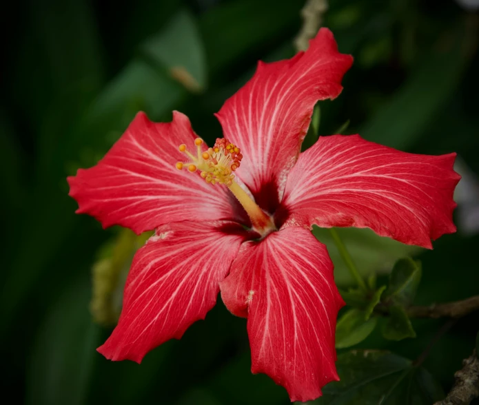 a large pink flower with yellow stamene