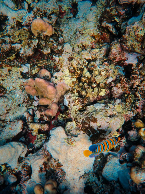 a fish sitting on the bottom of a sea bed with rocks